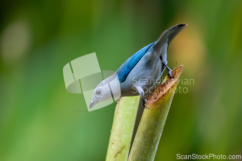 Image of Blue-gray tanager, Thraupis episcopus, La Fortuna Volcano Arenal, Costa Rica wildlife