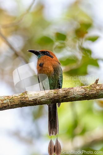 Image of Broad-billed motmot - Electron platyrhynchum, La Fortuna, Volcano Arenal, Costa Rica Wildlife