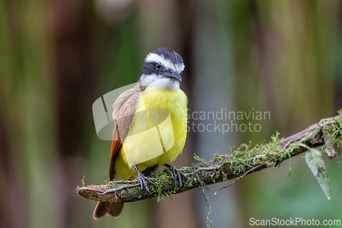 Image of Great kiskadee, Pitangus sulphuratus, La Fortuna, Volcano Arenal, Costa Rica Wildlife