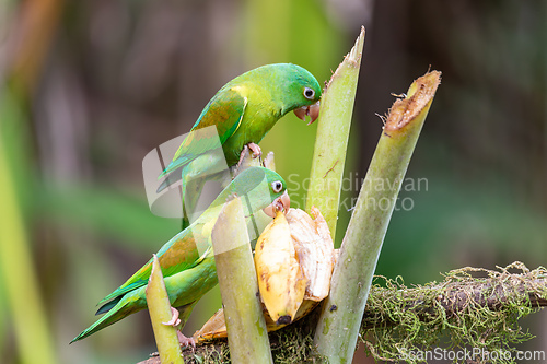 Image of Small green parrot Tirika tovi - Brotogeris jugularis, tirika tovi. La Fortuna, Volcano Arenal,Costa Rica.