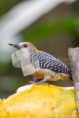 Image of Hoffmann's woodpecker, Melanerpes hoffmannii. La Fortuna, Volcano Arenal, Wildlife and birdwatching in Costa Rica.
