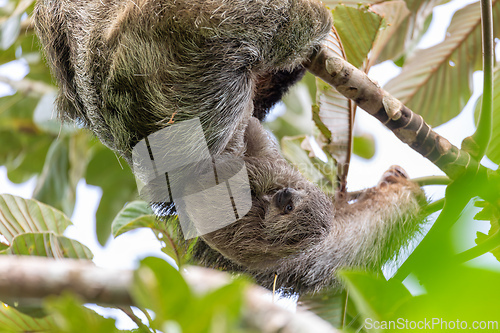 Image of Female of pale-throated sloth - Bradypus tridactylus with baby hanged top of the tree, La Fortuna, Costa Rica wildlife