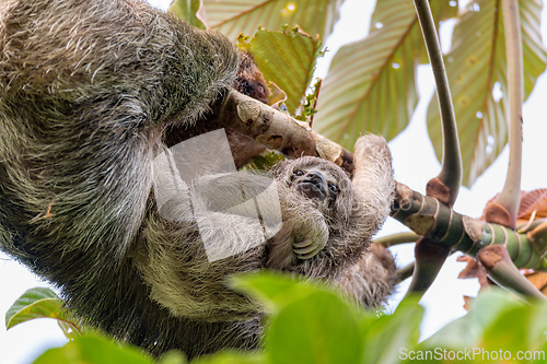 Image of Female of pale-throated sloth - Bradypus tridactylus with baby hanged top of the tree, La Fortuna, Costa Rica wildlife