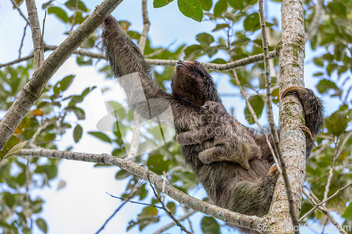 Image of Female of pale-throated sloth - Bradypus tridactylus with baby hanged top of the tree, La Fortuna, Costa Rica wildlife