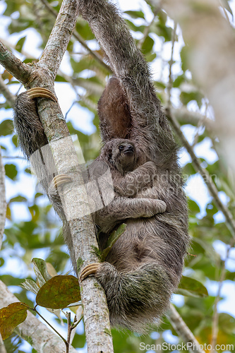 Image of Female of pale-throated sloth - Bradypus tridactylus with baby hanged top of the tree, La Fortuna, Costa Rica wildlife