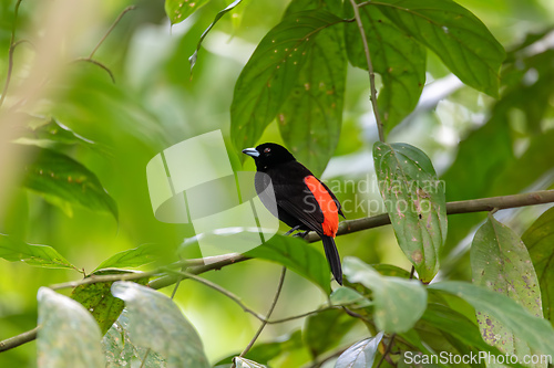 Image of Scarlet-rumped tanager tanager - Ramphocelus passerinii