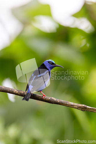Image of Red-legged honeycreeper Juvenile , Cyanerpes cyaneus, La Fortuna, Volcano Arenal, Costa Rica Wildlife