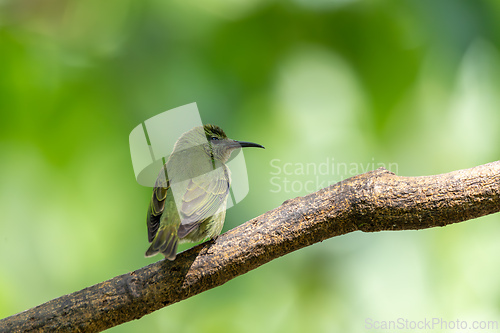Image of Red-legged honeycreeper female, La Fortuna, Volcano Arenal, Costa Rica Wildlife