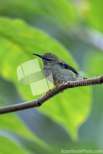 Image of Red-legged honeycreeper female, La Fortuna, Volcano Arenal, Costa Rica Wildlife