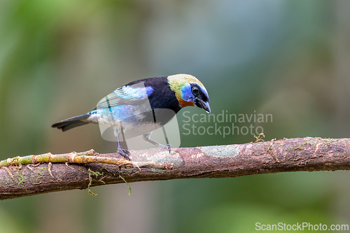 Image of Golden-hooded tanager, Stilpnia larvata, La Fortuna, La Fortuna, Volcano Arenal, Costa Rica Wildlife