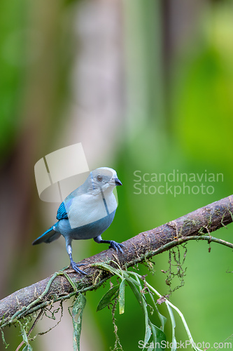 Image of Blue-gray tanager, Thraupis episcopus, La Fortuna Volcano Arenal, Costa Rica wildlife