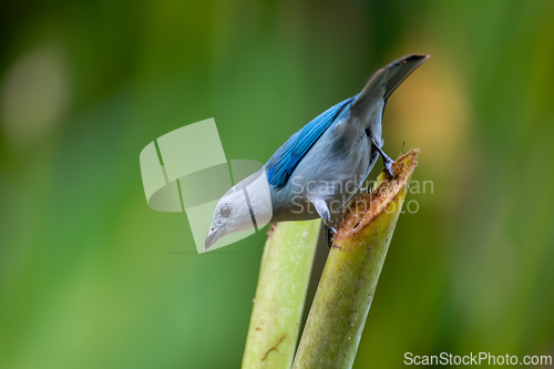 Image of Blue-gray tanager, Thraupis episcopus, La Fortuna Volcano Arenal, Costa Rica wildlife