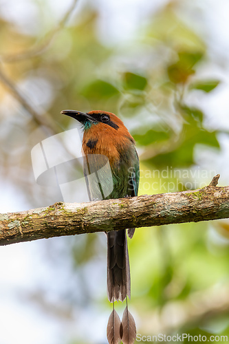 Image of Broad-billed motmot - Electron platyrhynchum, La Fortuna, Volcano Arenal, Costa Rica Wildlife