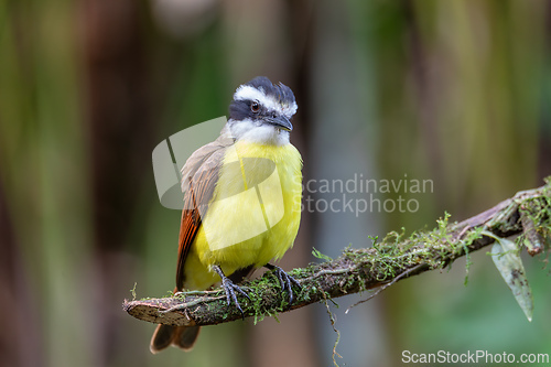 Image of Great kiskadee, Pitangus sulphuratus, La Fortuna, Volcano Arenal, Costa Rica Wildlife
