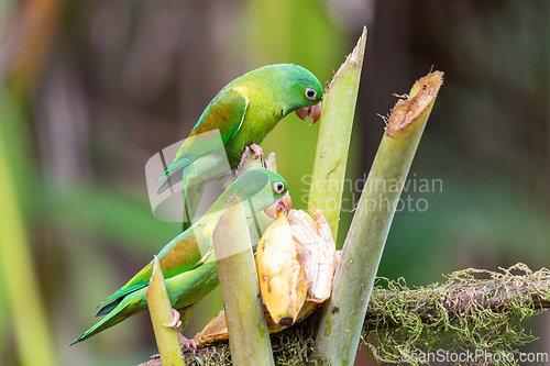 Image of Small green parrot Tirika tovi - Brotogeris jugularis, tirika tovi. La Fortuna, Volcano Arenal,Costa Rica.