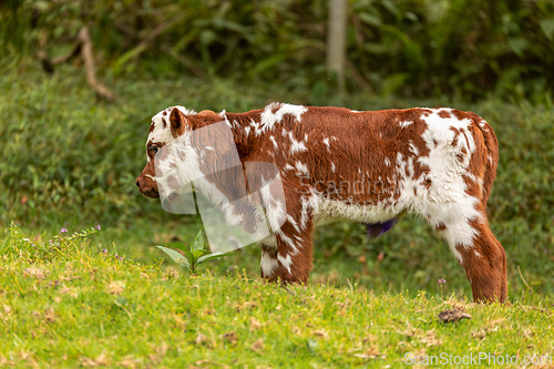 Image of Adorable calf in Salento's Cocora Valley, Colombia