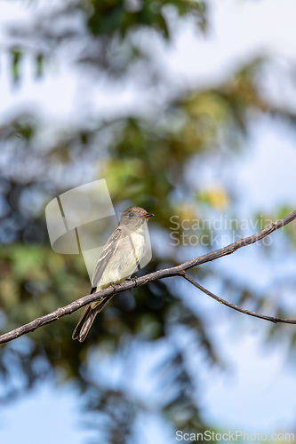 Image of Eastern wood pewee (Contopus virens), Ecoparque Sabana, Cundinamarca department. Wildlife and birdwatching in Colombia
