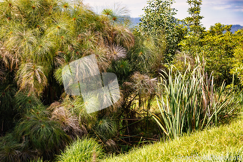 Image of Lush green vegetation featuring tall papyrus plants and other tropical flora. Tocancipa, Cundinamarca Department, Colombia