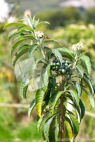 Image of Green plant Solanum genus with clusters of unripe green fruits. Ecoparque Sabana, Tocancipa, Cundinamarca Department, Colombia
