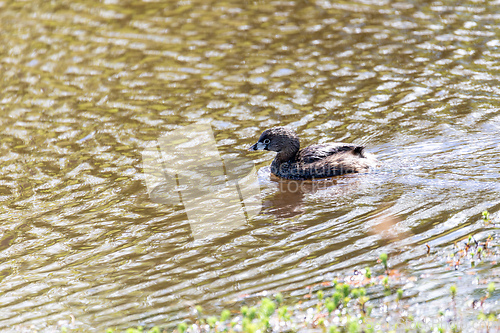 Image of Pied-billed grebe (Podilymbus podiceps), Ecoparque Sabana, Cundinamarca department. Wildlife and birdwatching in Colombia.