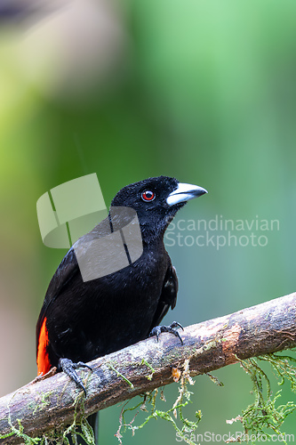Image of Scarlet-rumped tanager tanager - Ramphocelus passerinii