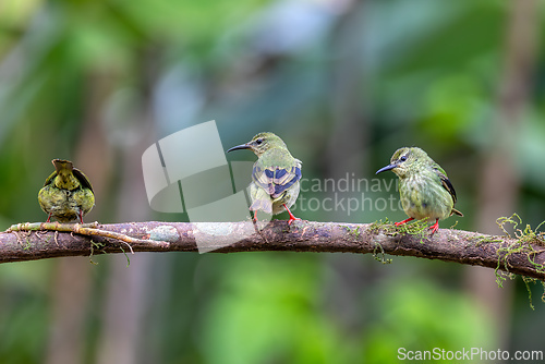 Image of Red-legged honeycreeper female, La Fortuna, Volcano Arenal, Costa Rica Wildlife