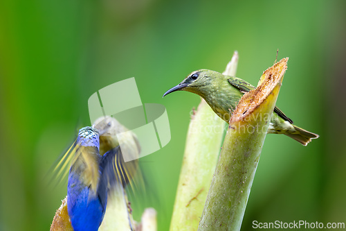 Image of Red-legged honeycreeper female, La Fortuna, Volcano Arenal, Costa Rica Wildlife