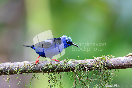 Image of Red-legged honeycreeper, Cyanerpes cyaneus, La Fortuna, Costa Rica
