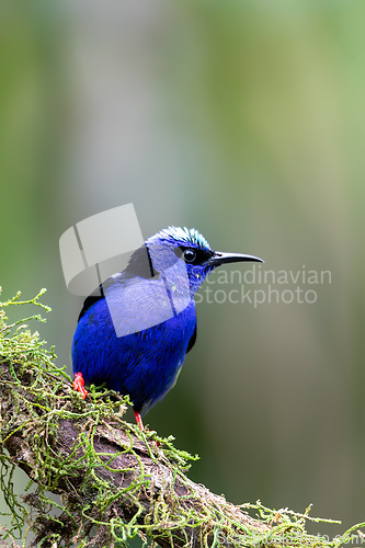 Image of Red-legged honeycreeper, Cyanerpes cyaneus, La Fortuna, Costa Rica