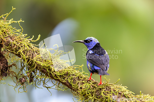 Image of Red-legged honeycreeper, Cyanerpes cyaneus, La Fortuna, Costa Rica