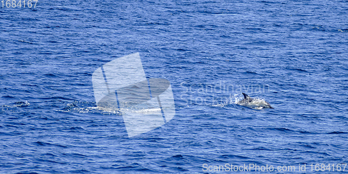 Image of swimming dolphin