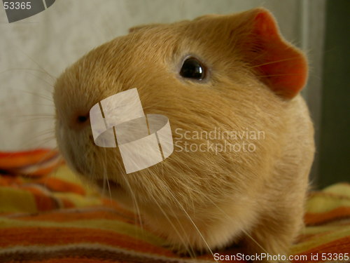 Image of guineapig