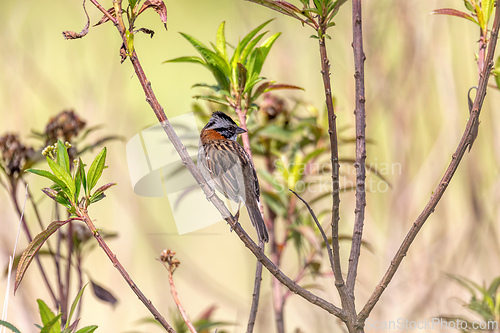 Image of Rufous-collared sparrow or Andean sparrow (Zonotrichia capensis), Cundinamarca department. Wildlife and birdwatching in Colombia