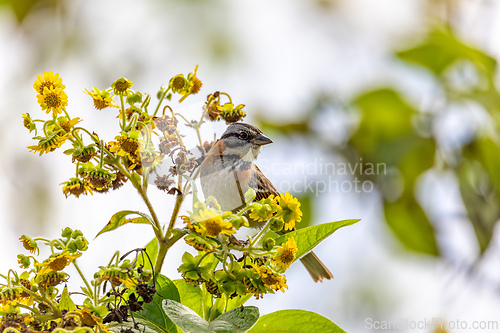 Image of Rufous-collared sparrow or Andean sparrow (Zonotrichia capensis), Cundinamarca department. Wildlife and birdwatching in Colombia