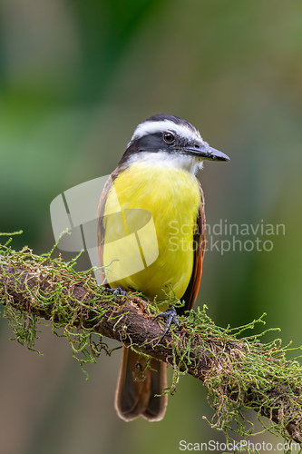 Image of Great kiskadee, Pitangus sulphuratus, La Fortuna, Volcano Arenal, Costa Rica Wildlife