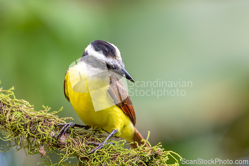 Image of Great kiskadee, Pitangus sulphuratus, La Fortuna, Volcano Arenal, Costa Rica Wildlife