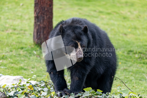 Image of Spectacled bear (Tremarctos ornatus), known as the South American bear. Jaime Duque Park, Metropolitan Area of Bogota, Colombia.