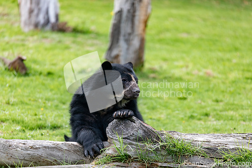 Image of Spectacled bear (Tremarctos ornatus), known as the South American bear. Jaime Duque Park, Metropolitan Area of Bogota, Colombia.