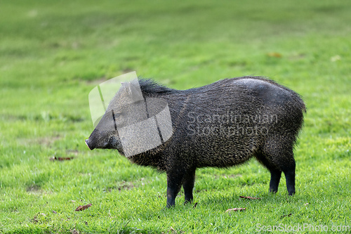 Image of Collared peccary (Dicotyles tajacu), Jaime Duque Park, Metropolitan Area of Bogota, Colombia.