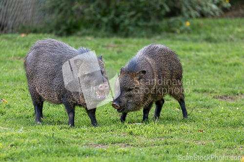 Image of Collared peccary (Dicotyles tajacu), Jaime Duque Park, Metropolitan Area of Bogota, Colombia.
