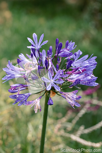 Image of Agapanthus africanus, or the African lily. Guasca Cundinamarca department, Colombia