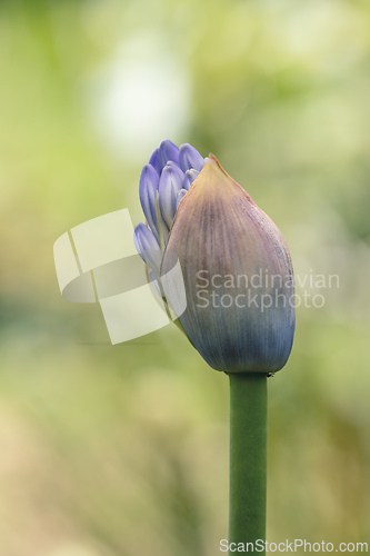 Image of Agapanthus africanus, or the African lily. Guasca Cundinamarca department, Colombia