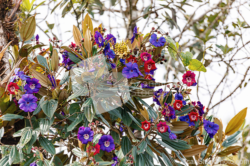 Image of Andesanthus lepidotus, known as alstonville, Andean princess flower. Oso de Antejos, Cundinamarca department, Colombia