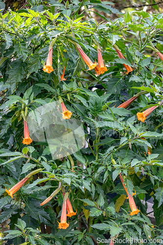 Image of Brugmansia sanguinea, the red angels trumpet, Cundinamarca department, Colombia