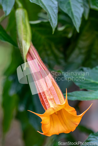 Image of Brugmansia sanguinea, the red angels trumpet, Cundinamarca department, Colombia