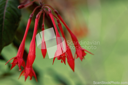 Image of Fuchsia triphylla, one of over 110 species that comprise the genus Fuchsia. Guasca Cundinamarca department, Colombia