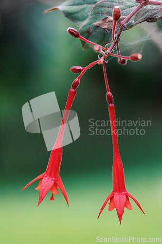 Image of Fuchsia triphylla, one of over 110 species that comprise the genus Fuchsia. Guasca Cundinamarca department, Colombia