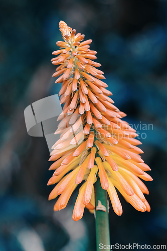 Image of Flower Kniphofia uvaria, species of flowering plant in the family Asphodelaceae. Guasca Cundinamarca department, Colombia
