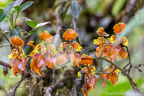 Image of Oncidium altissimum, species of Wydlers dancing-lady orchid. Guasca Cundinamarca department, Colombia