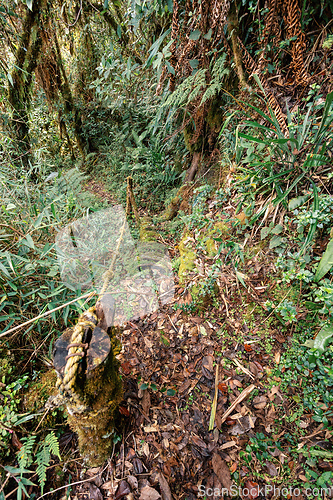 Image of Paramo Natural Reserve, Andes Mountain Range, South America. Colombia wilderness landscape.